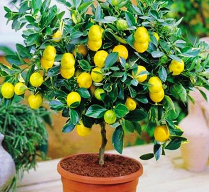 как вырастить лимон из косточки