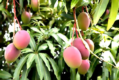 как вырастить манго