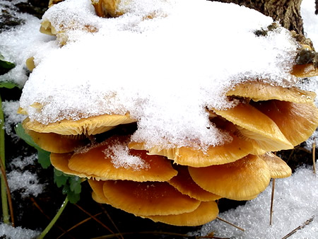 какие грибы можно собирать в лесу зимой