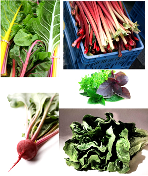 как уменьшить содержание нитратов в овощах