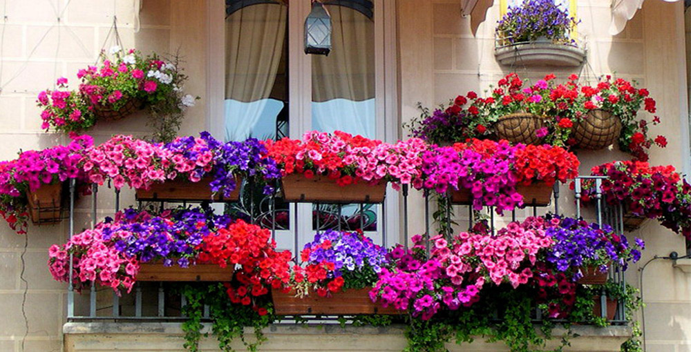 какие цветы посадить  на балконе