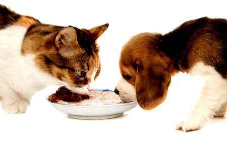как кормить кошку и собаку 