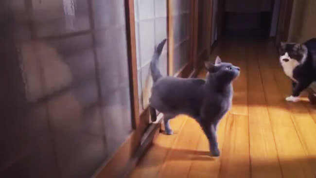 как отучить кота метить дверь