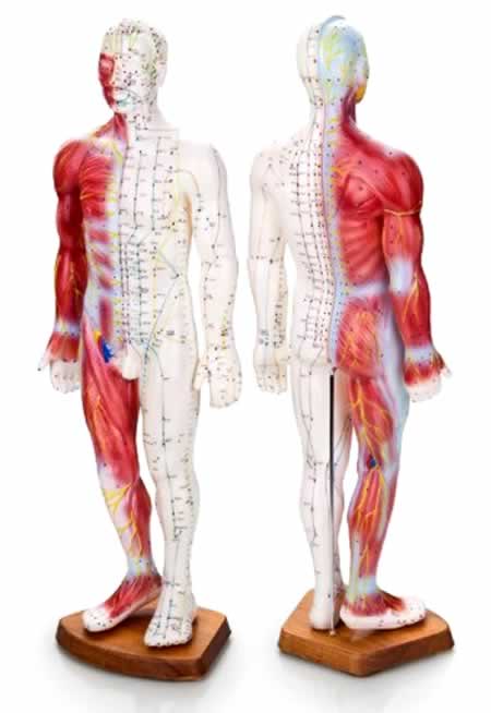 меридианы в теле человека