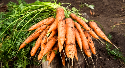 хороший урожай моркови