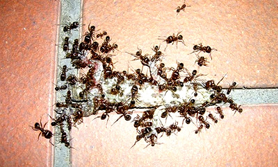 как вывести домашних муравьев