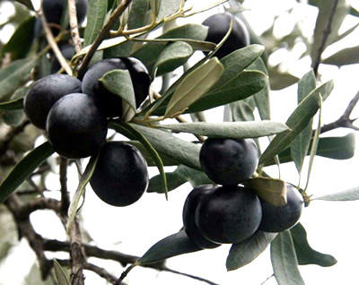 как выбирать оливки