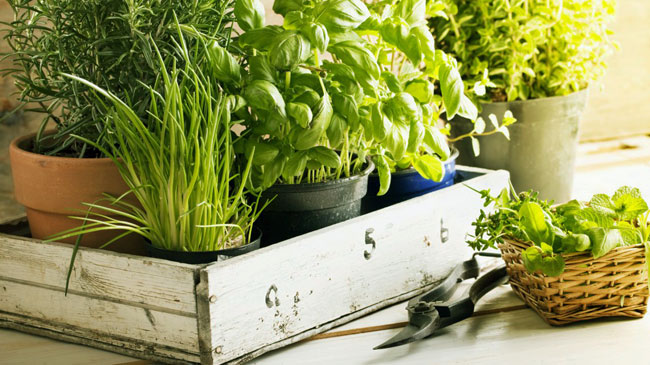 как выращивать ароматные травы дома
