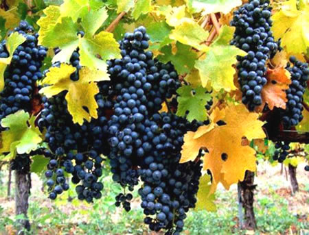 как вырастить виноград